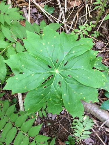 Mayapple