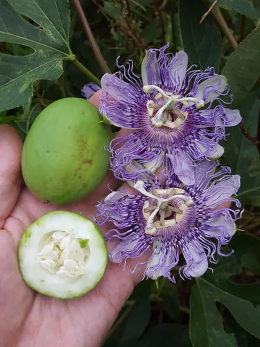 Maypop