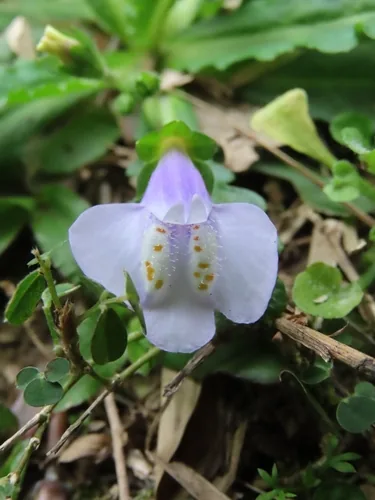 Mazus