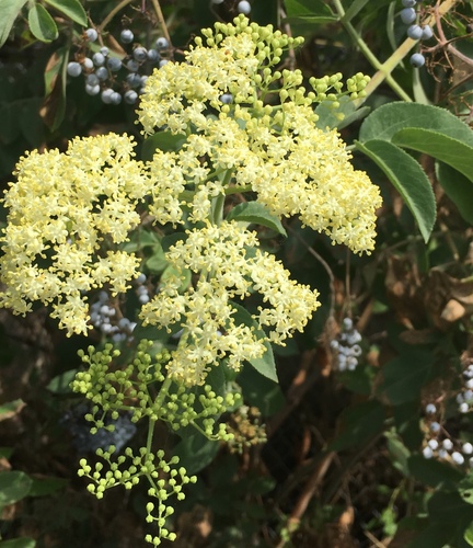 Mexican Elderberry
