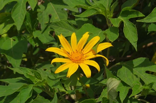 Mexican Sunflower