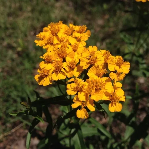 Mexican Tarragon