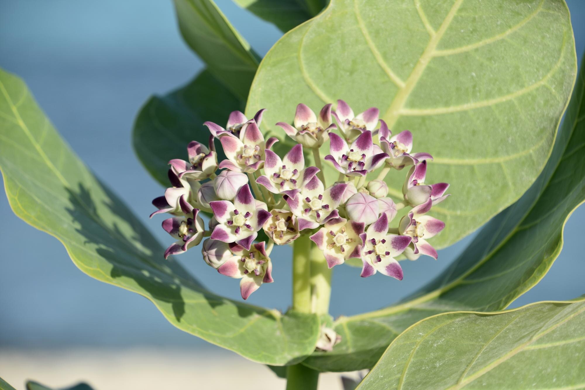 Milkweed
