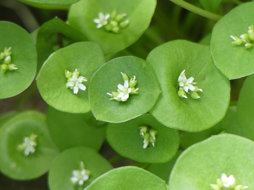 Miner's Lettuce