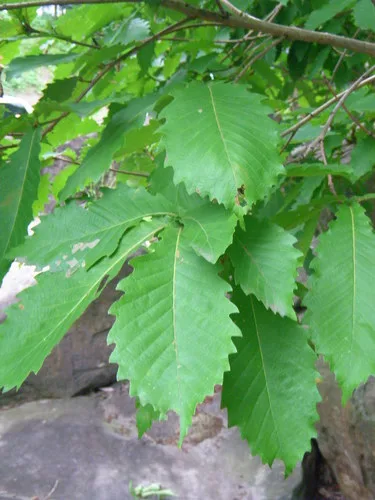 Mizuna