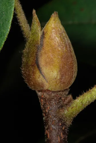 Mockernut Hickory