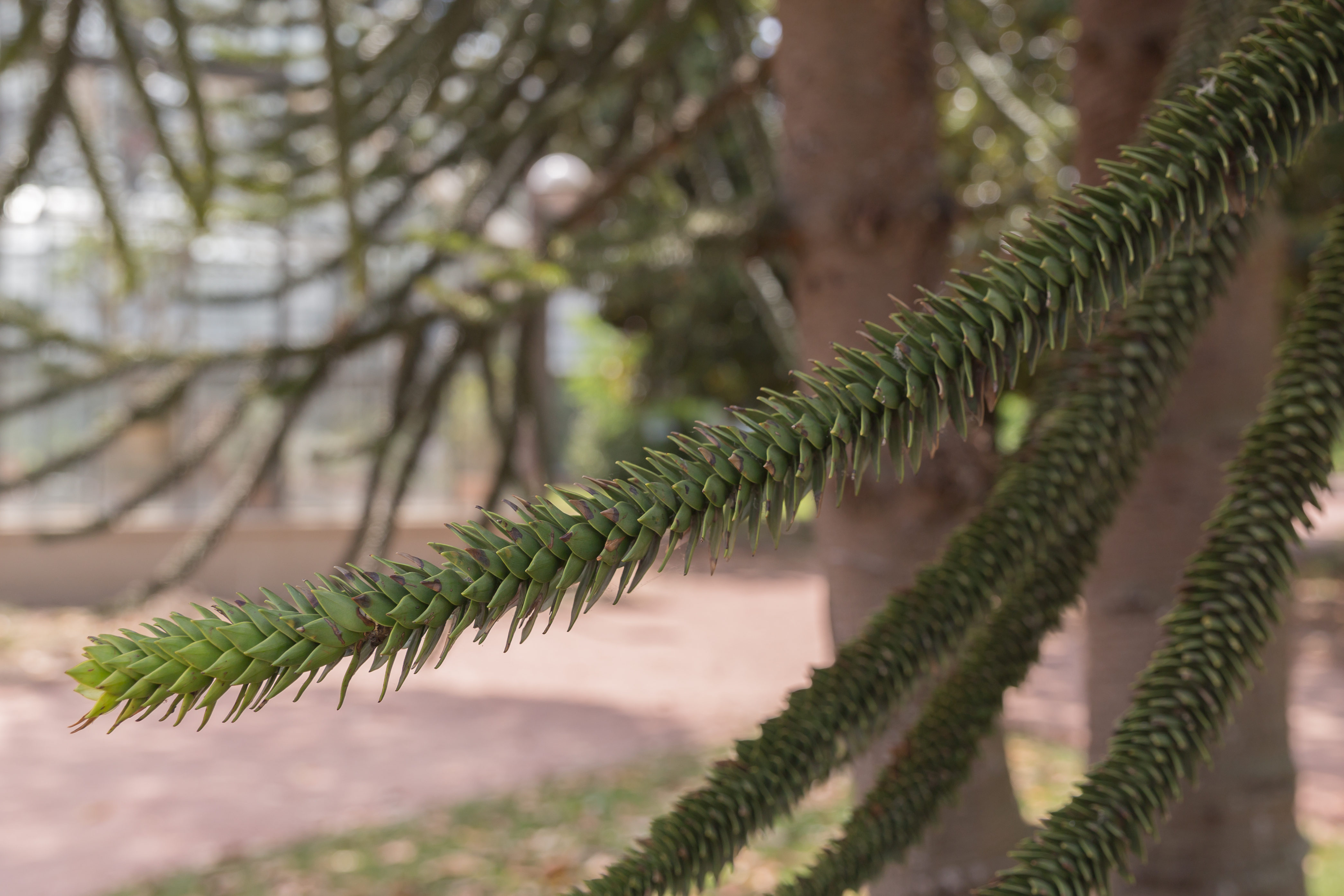 Monkey Puzzle Tree