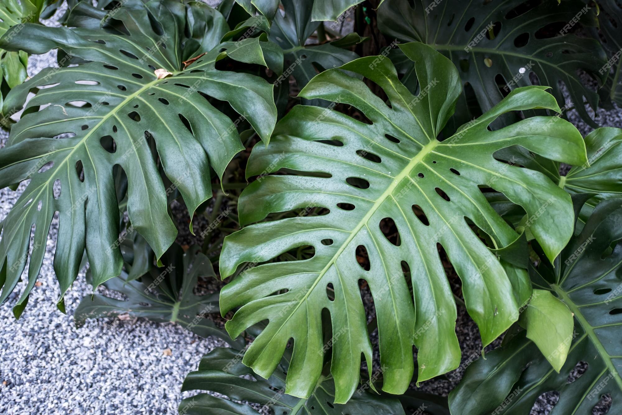 Monstera