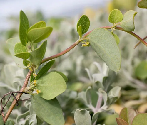 Moonseed Vine