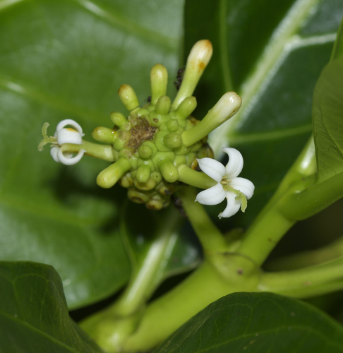 Morinda citrifolia