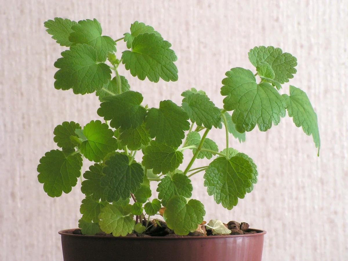 Motherwort