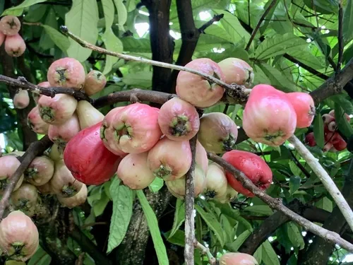 Mountain Apple