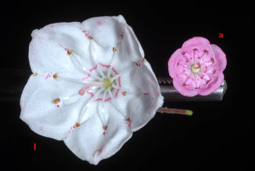Mountain Laurel