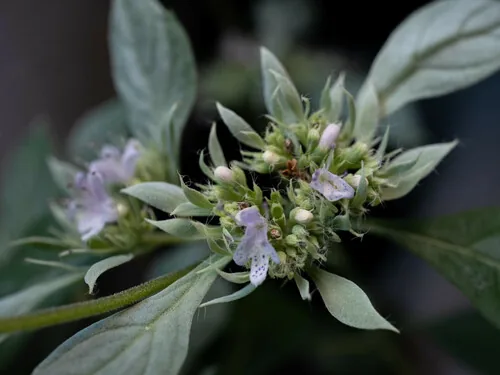 Mountain Mint