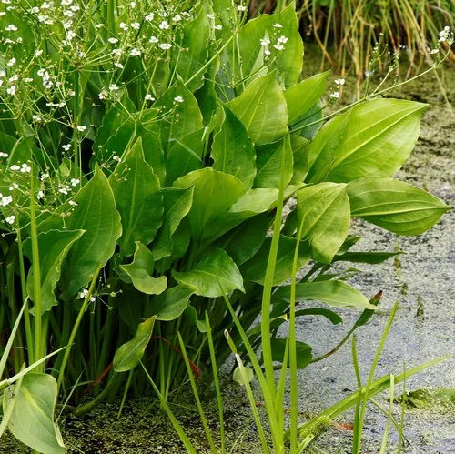 Mud Plantain