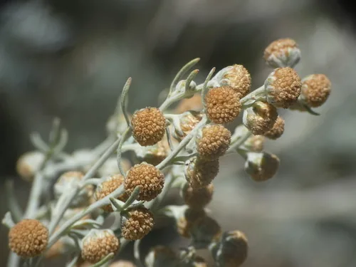Mugwort
