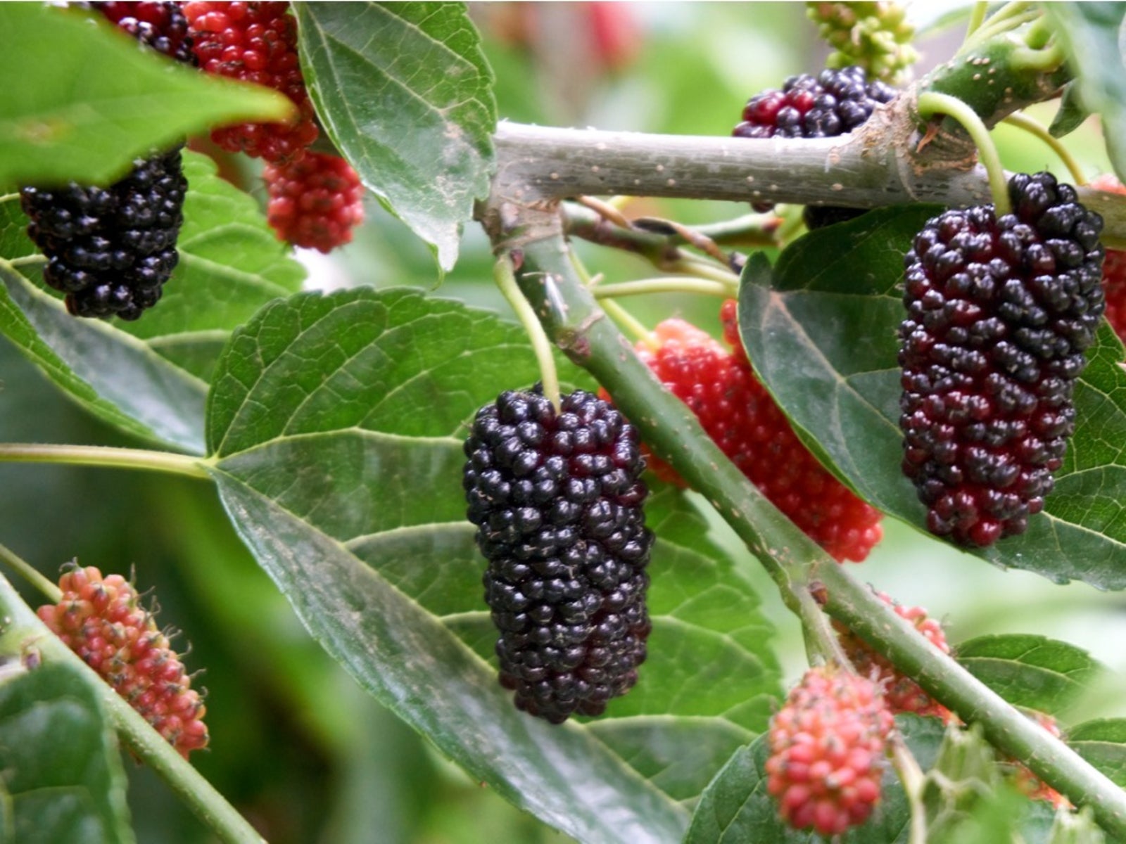 Mulberry Tree