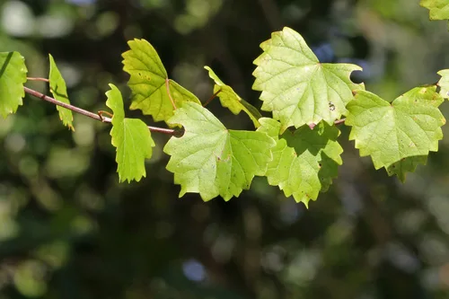 Muscadine