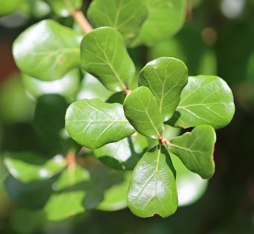 Myrtle Oak