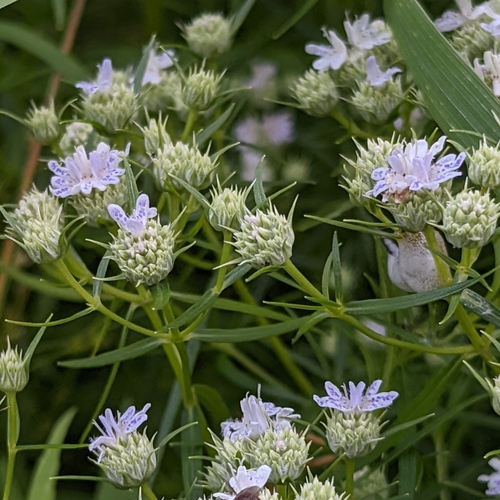 Narrowleaf Mountain Mint
