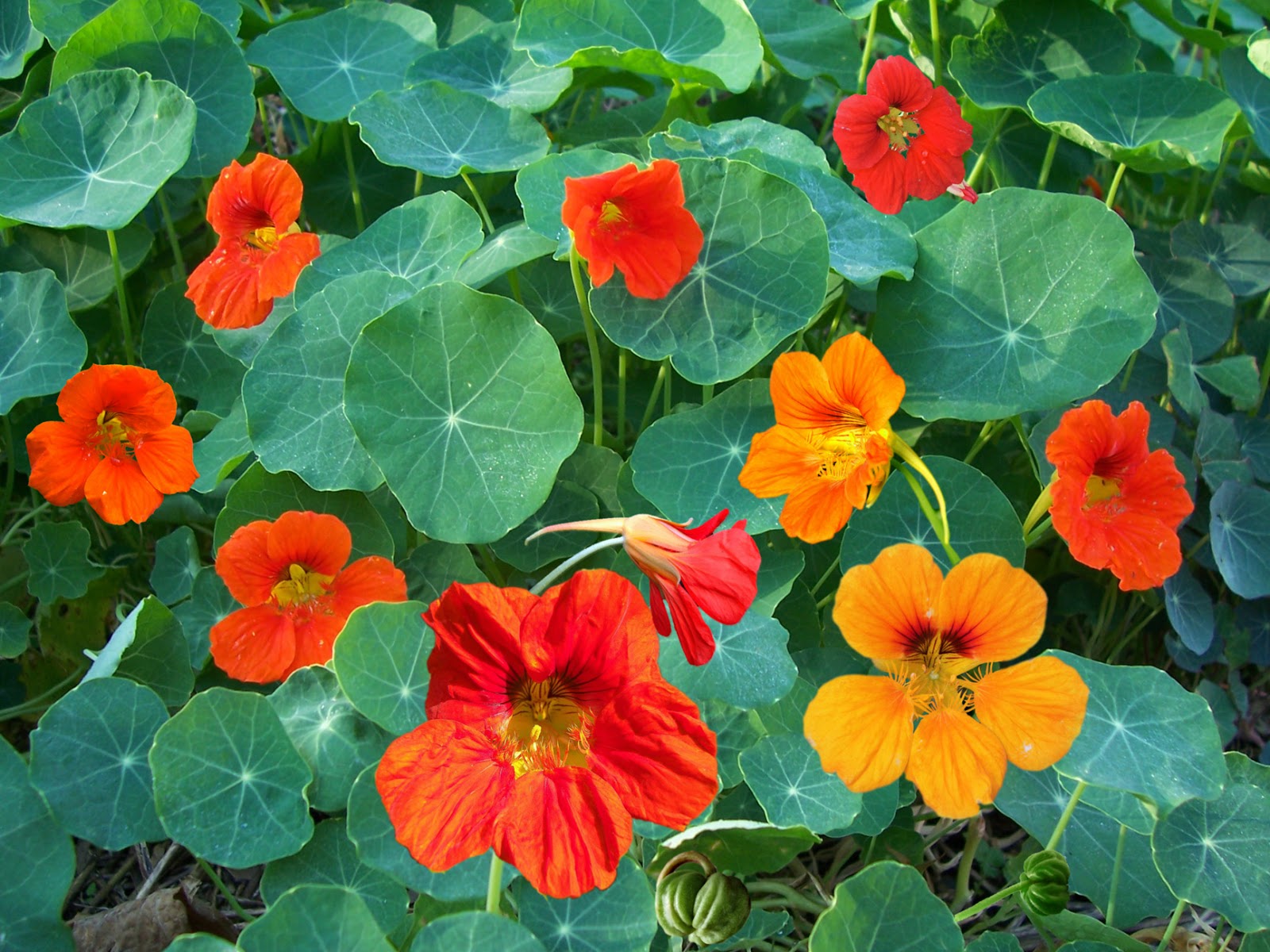Nasturtium