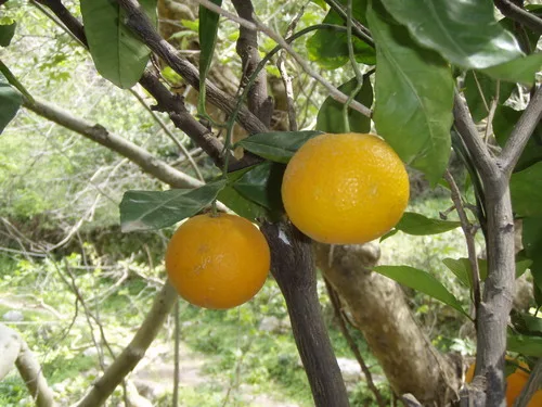 Navel Orange
