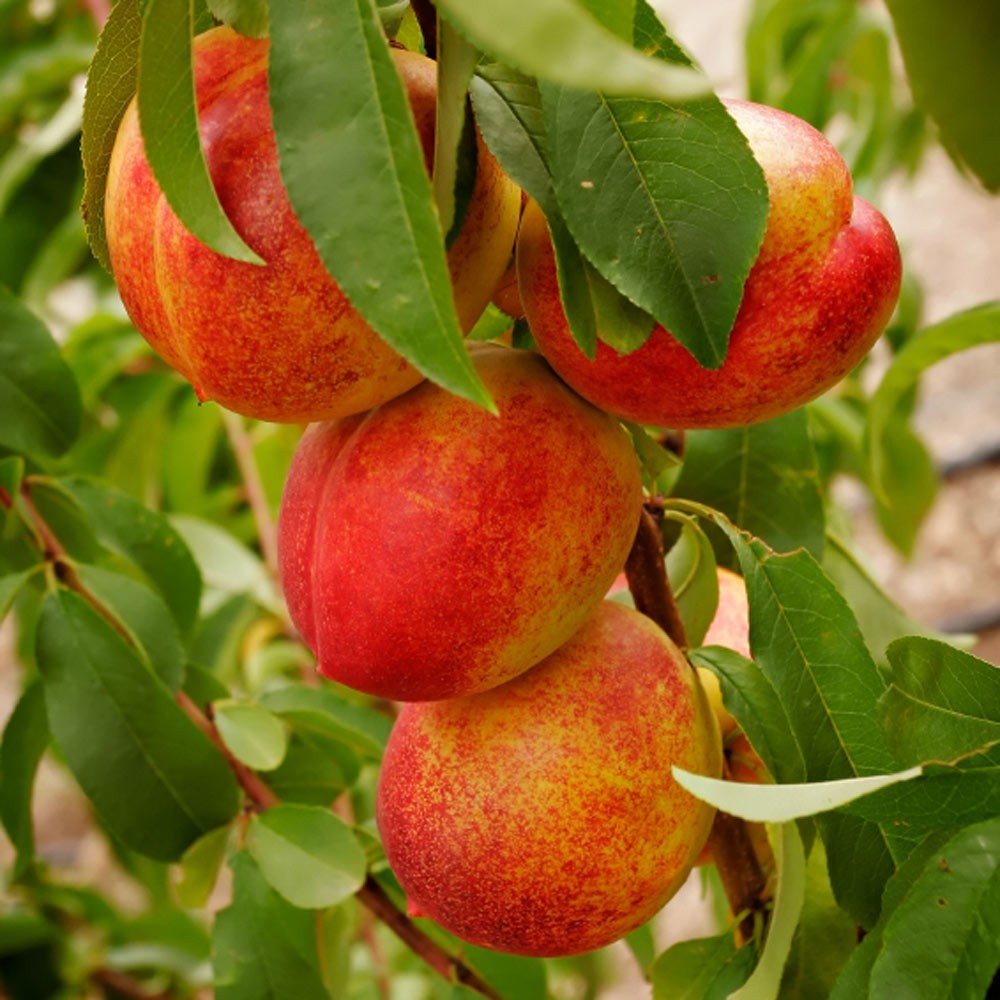 Nectarine Tree