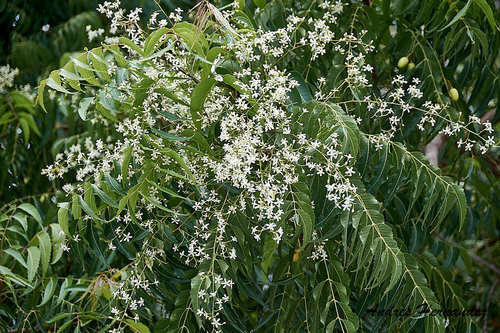 Neem Tree