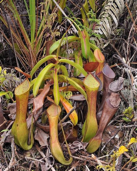 Nepenthes