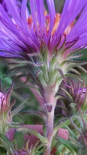 New England Aster