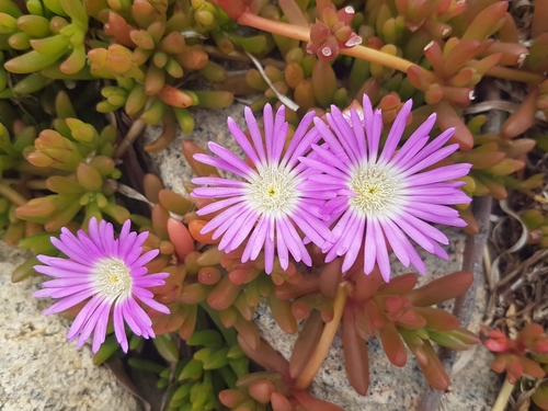 New Zealand Ice Plant
