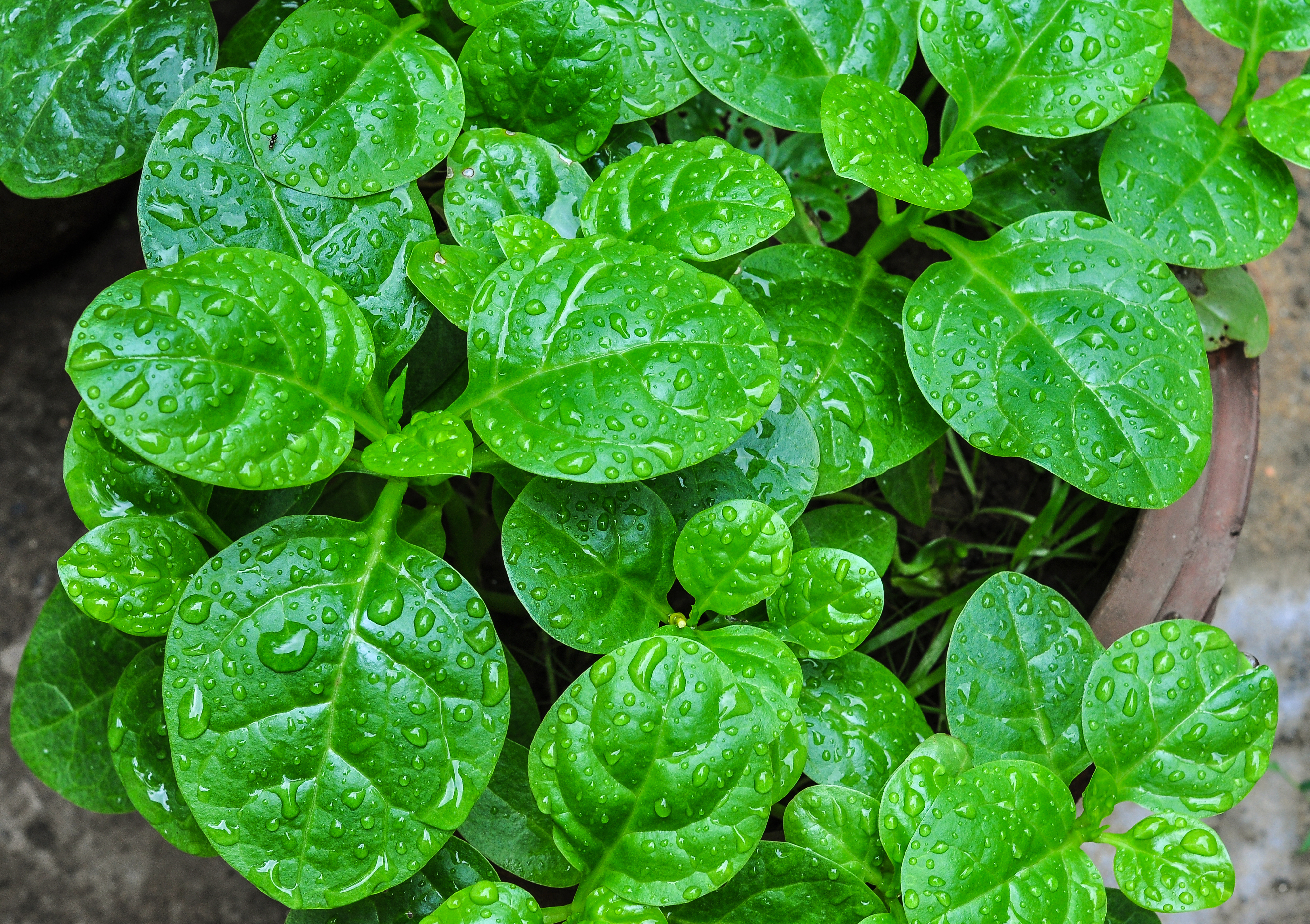 New Zealand Spinach