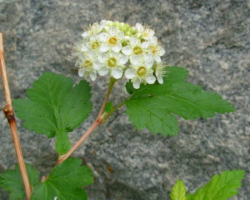 Ninebark