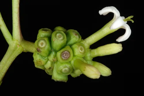 Noni