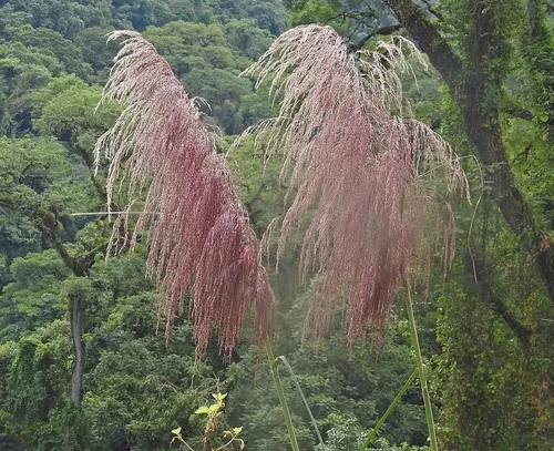 Oat