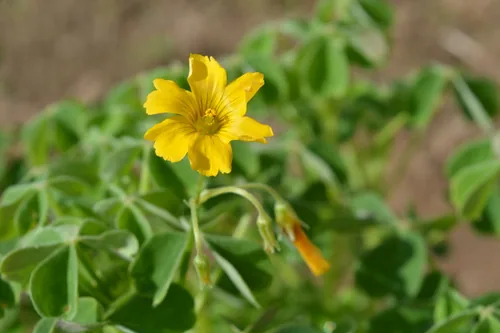 Oca