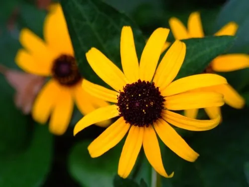 Orange Coneflower