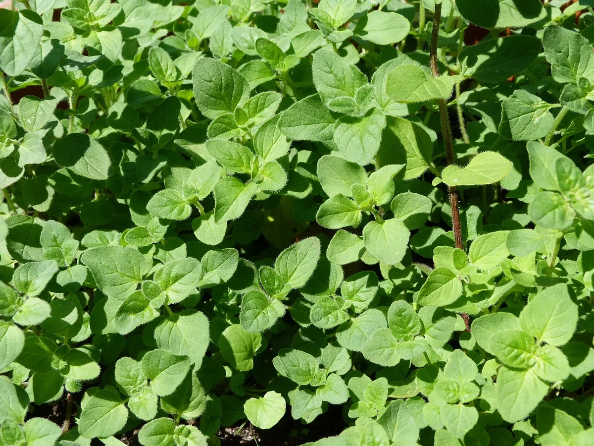 Oregano