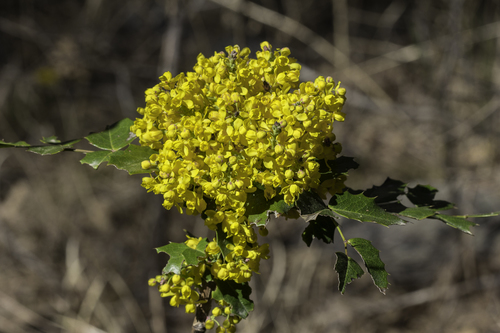 Oregon Grape