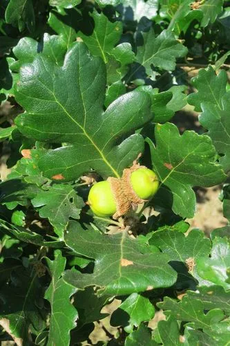 Oregon White Oak