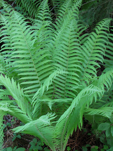 Ostrich Fern