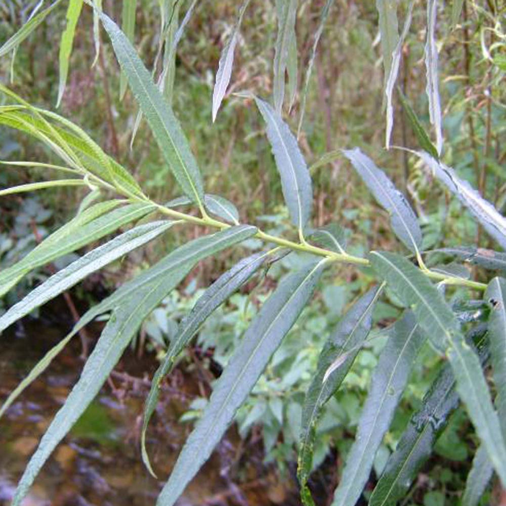 Osier Willow