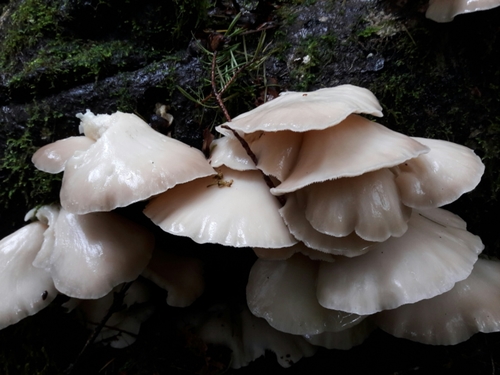 Oyster Mushroom Host