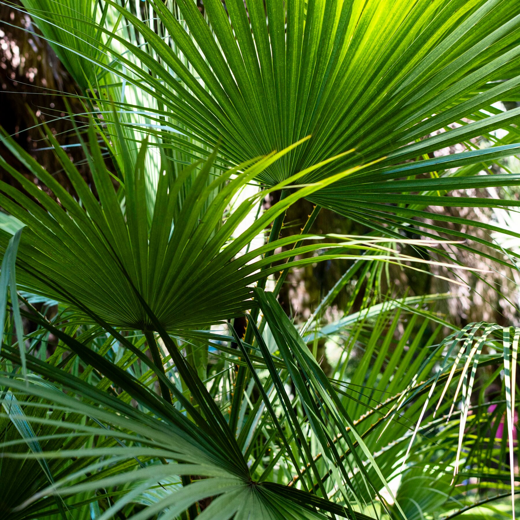 Palmetto Palm