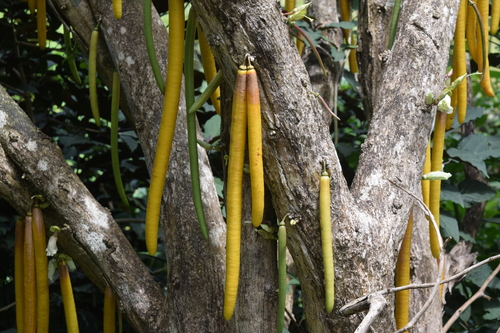 Panama Candle Tree