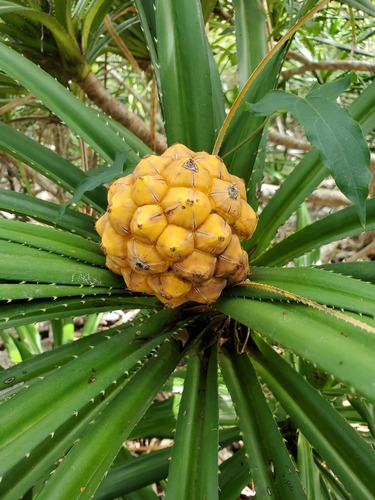 Pandanus