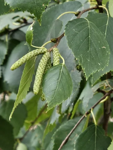 Paper Birch