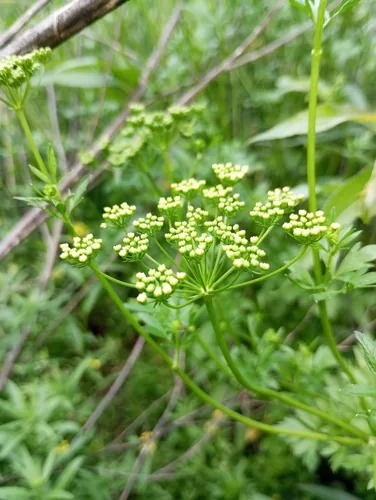 Parsley