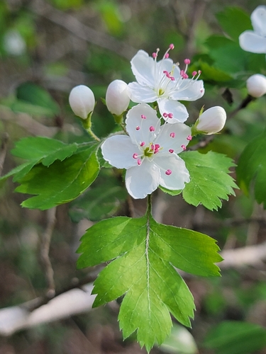 Parsley Hawthorn