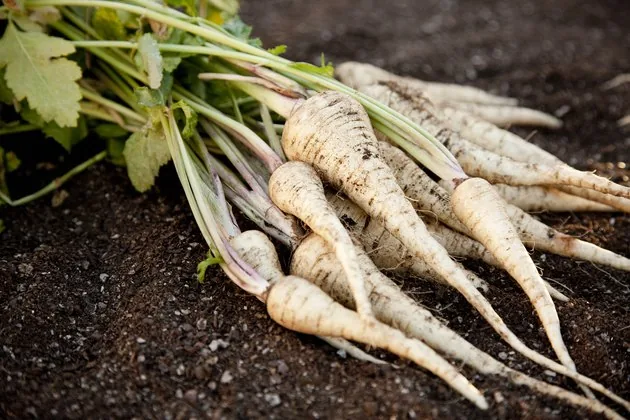 Parsnip